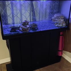 Turtle tank