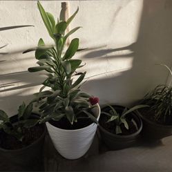 🌿 4 Indoor Plant Bundle – Floor Plants & Decorative Pot 🌿
