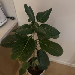 Ficus Audrey 