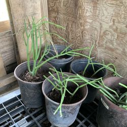 Spineless Pencil Cactus, Sticks on Fire, Euphorbia Tirucalli Succulent 