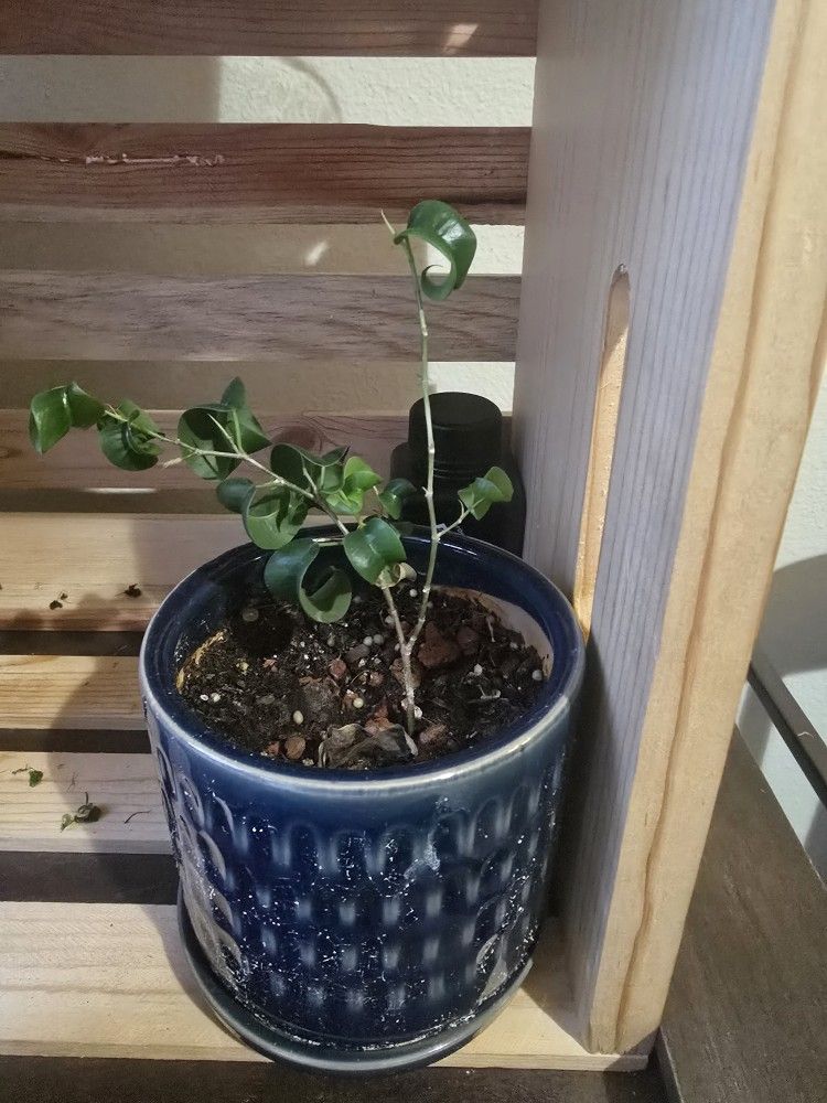 Ficus