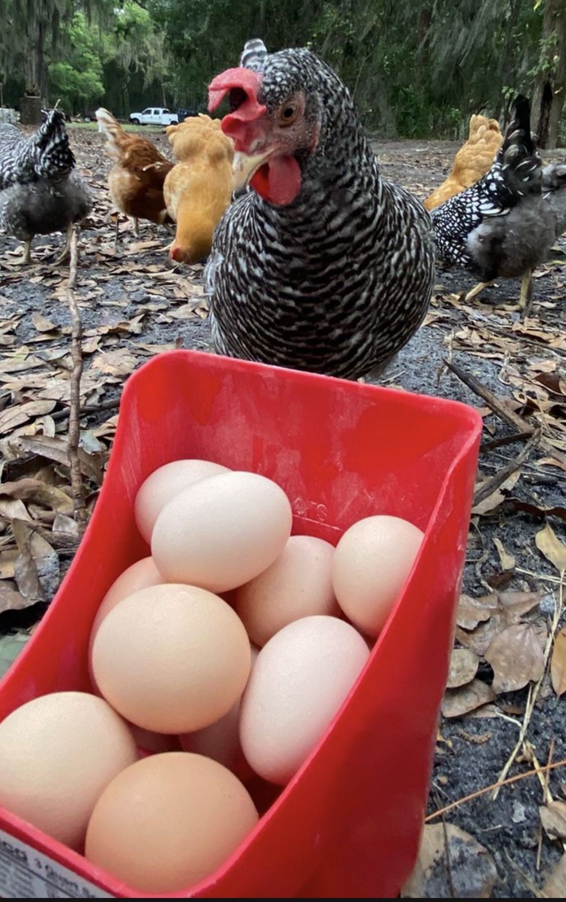 Free Range Chicken Eggs
