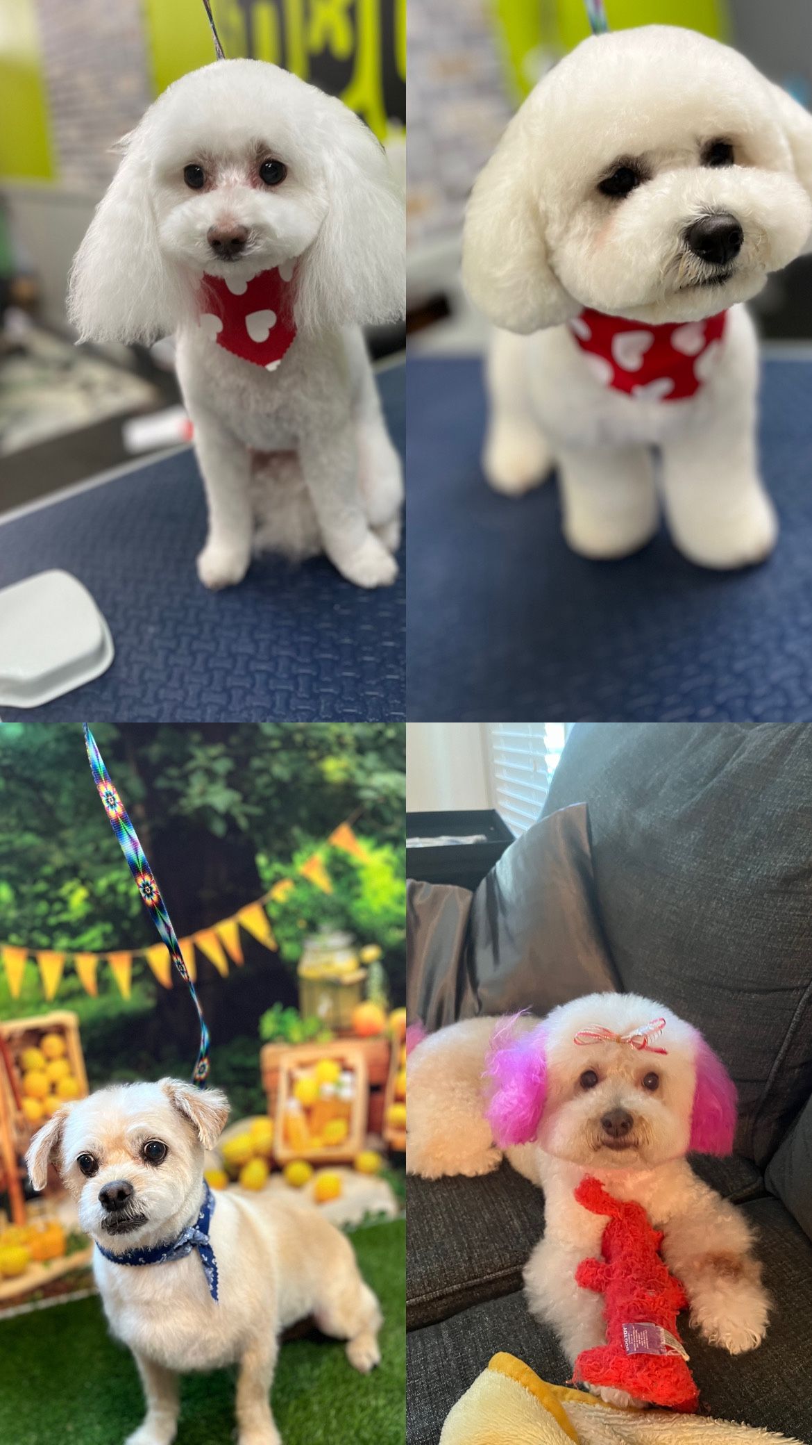 Dog