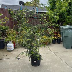 Pine 🌲 For Sale