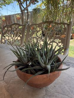 Small Succulent Plant