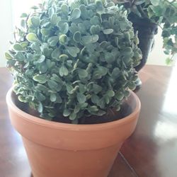 Fake Decor Plant In beautiful Pot In Weeki Wachee Spring Hill