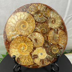 Rare Fossilized Ammonite Plate
