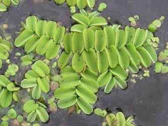 Floating Plants