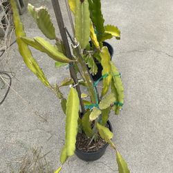Dragon Fruit In 2 Gallon Container