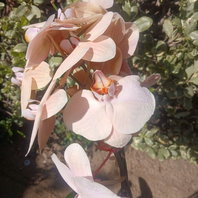 Orquerias Grandes 2 Por $50😃😃😃🌿🌿🌸🌸🌸🌸🪷🪷🪷