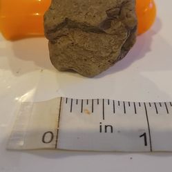 Seashell Fossils