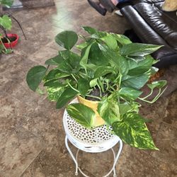 Healthy Pothos In 7.5in New Ceramic Pot With Drainage 