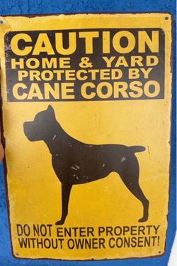 cane corso