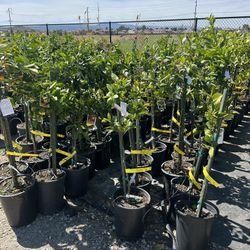 Bougainvilleas – ONLY $30!