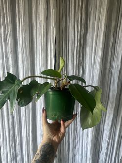 philodendron squamiferum