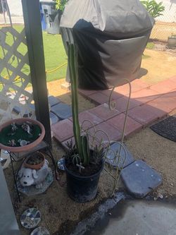 Planta de cactus
