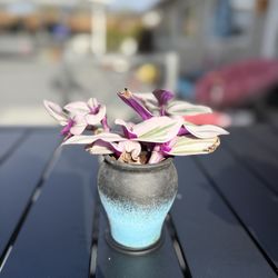 Tradescantia In Pot 