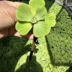 Lettuce Water Plant 🌱 