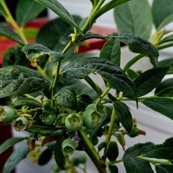 6 GALLON Blueberry Plants Burlington 