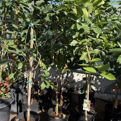 Lemon 🍋 Lisbon Trees 5F The Tall $60 Each Price Firm