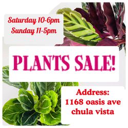 Plants Sale🌿🌿🌿❌no appointment ❌June 2 today Sunday 11-5pm