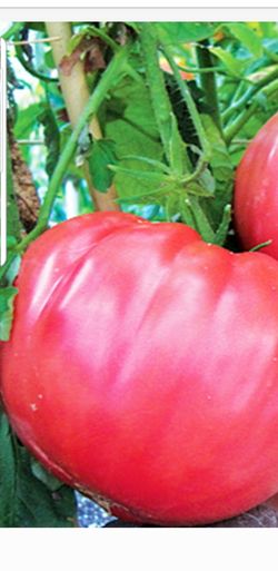pink monster tomato plant