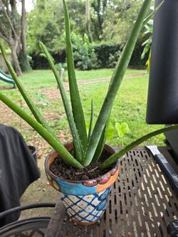 Aloe Vera