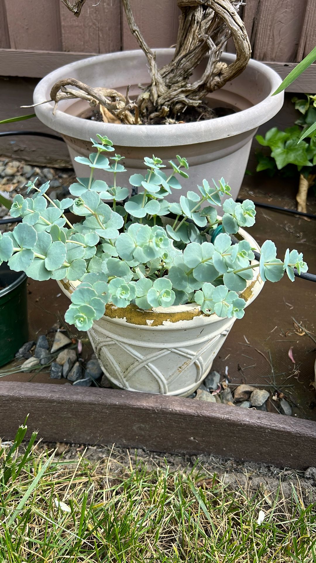 Succulents 