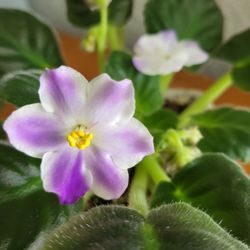 Large Growing Thumbprint African Violet Starter Plant With Quilted Leaves 