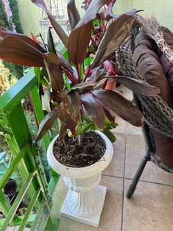 Dos. Plantas.