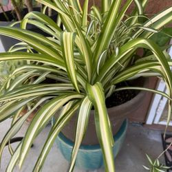 Matured And Healthy Spider plant . Bottom Pot Not Included