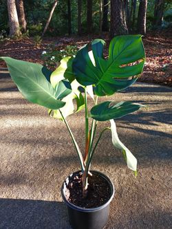 Monstera Plant #10