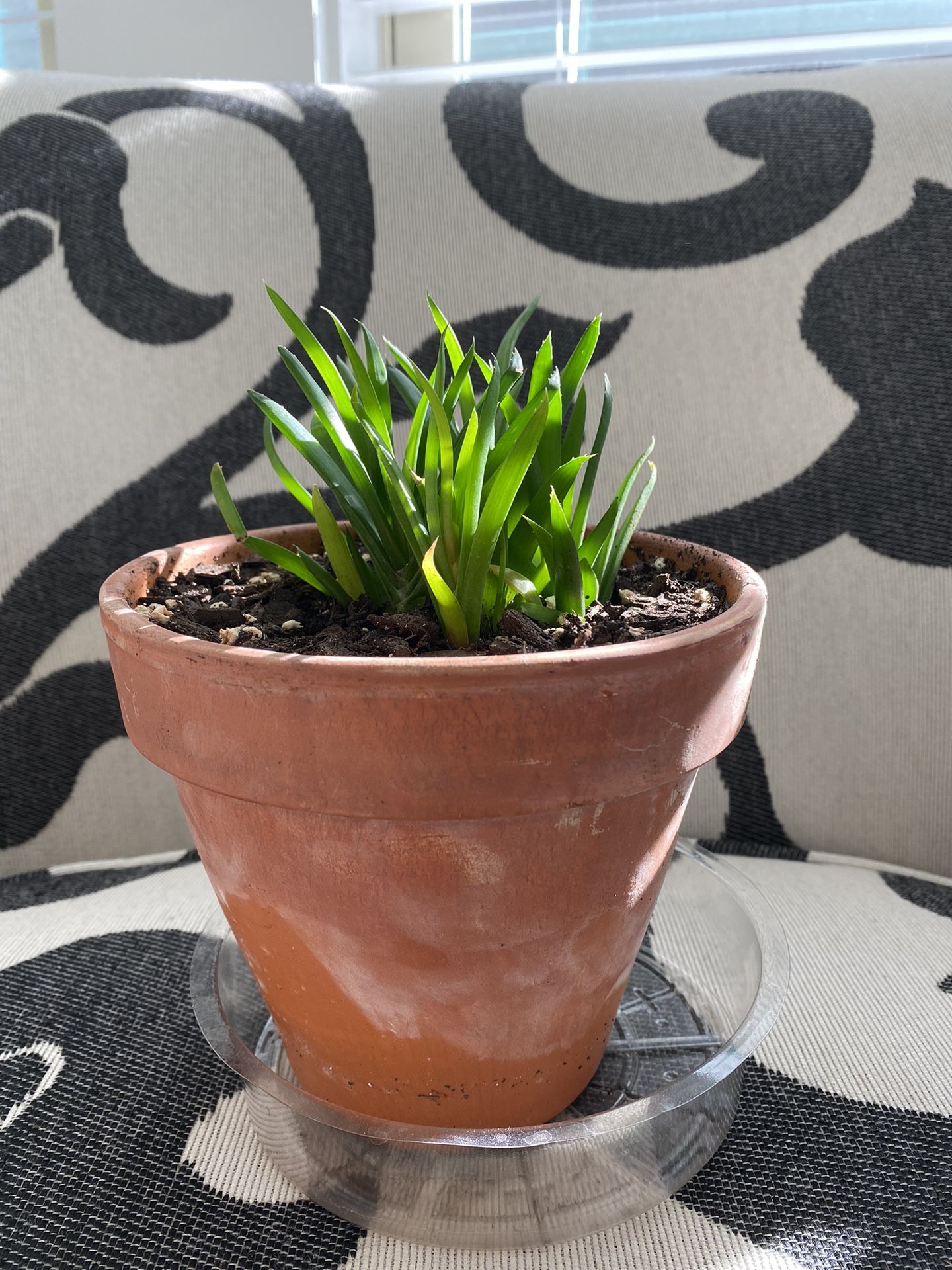 Aloe Plant In Terra Cotta Pot