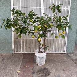 Limon Grande