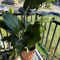 Plant Giant White Bird of Paradise (strelitzia Nicolai)