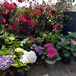Plantas Y Suculentas 