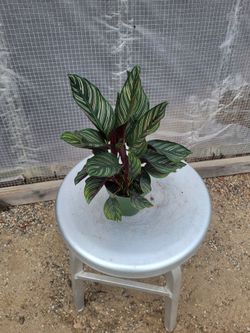 Pin stripe calathea 4" Nursery Pot