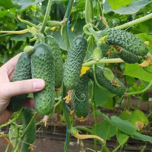 10 seeds of Madrilen F1 cucumbers. free delivery to your home