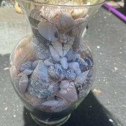 Vase Of  Shells 
