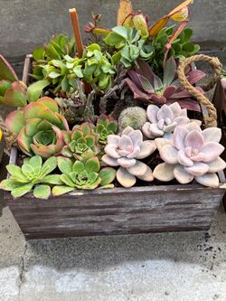 Boxed succulents