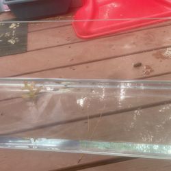 20 Gallon Long Rimless Tank