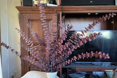 Eucalyptus Two  Large Burgundy Bunches 