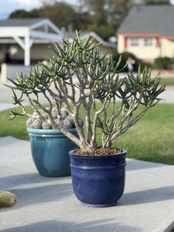 aloe ramosissima.              Cactus aloe agave succulents 