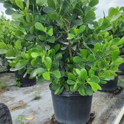 Gorgeous Clusias Plants For Inmediate Privacy!!! 5-6 Feet Tall!! Fertilized 