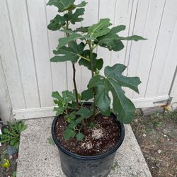Fig Tree Chicago Hardy With Fruit 