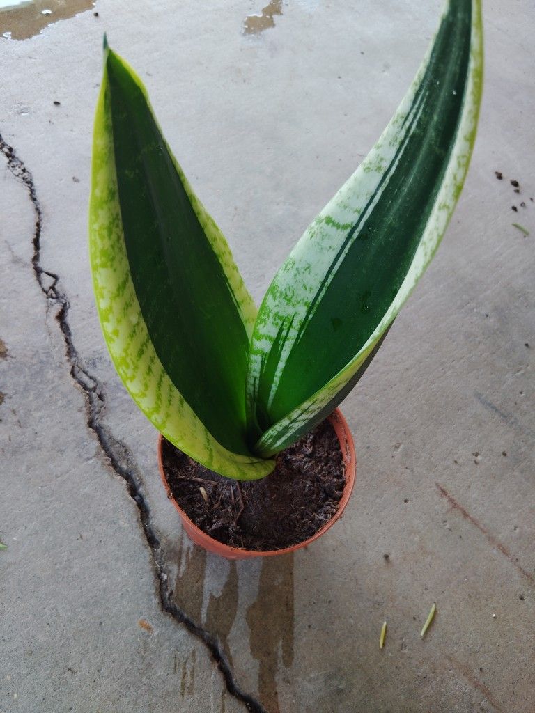 Senseveria $5