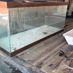 Salt Water Fish 