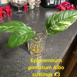 Epipremnum Pinnatum Albo Cuttings X3 House Plant 