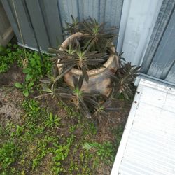 Strawberry Pot Or Flower Pot