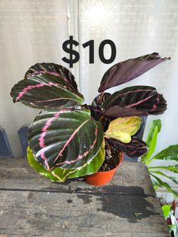 Calathea